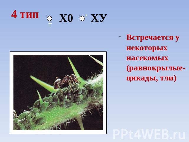 4 тип Х0 ХУ Встречается у некоторых насекомых (равнокрылые- цикады, тли)