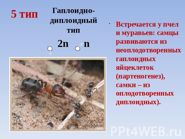 5 тип Гаплоидно-диплоидный тип 2n n Встречается у пчел и муравьев: самцы развиваются из неоплодотворенных гаплоидных яйцеклеток (партеногенез), самки – из оплодотворенных диплоидных).