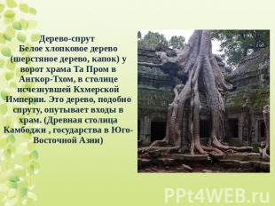 Дерево-спрут Белое хлопковое дерево (шерстяное дерево, капок) у ворот храма Та П