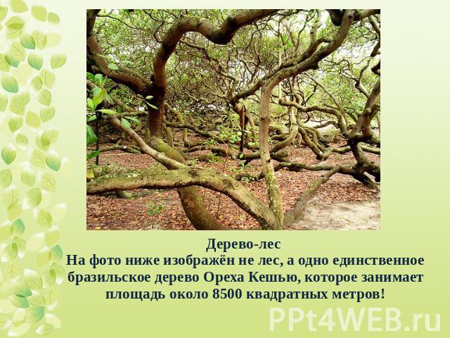 Дерево-лес На фото ниже изображён не лес, а одно единственное бразильское дерево Ореха Кешью, которое занимает площадь около 8500 квадратных метров!