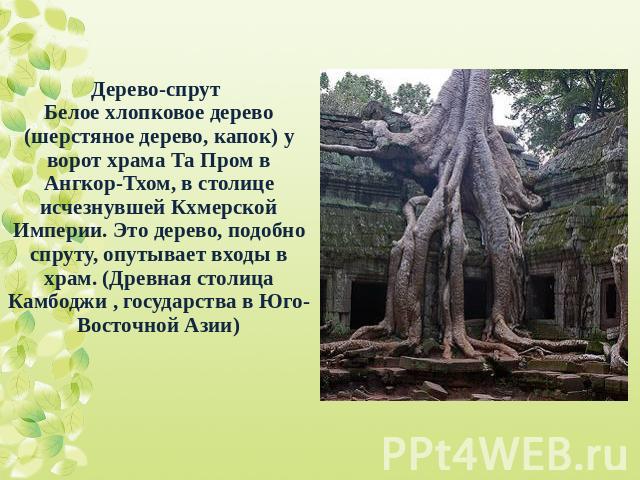 Дерево-спрут Белое хлопковое дерево (шерстяное дерево, капок) у ворот храма Та Пром в Ангкор-Тхом, в столице исчезнувшей Кхмерской Империи. Это дерево, подобно спруту, опутывает входы в храм. (Древная столица Камбоджи , государства в Юго-Восточной Азии)