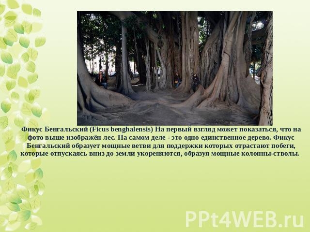 Фикус Бенгальский (Ficus benghalensis) На первый взгляд может показаться, что на фото выше изображён лес. На самом деле - это одно единственное дерево. Фикус Бенгальский образует мощные ветви для поддержки которых отрастают побеги, которые отпускаяс…