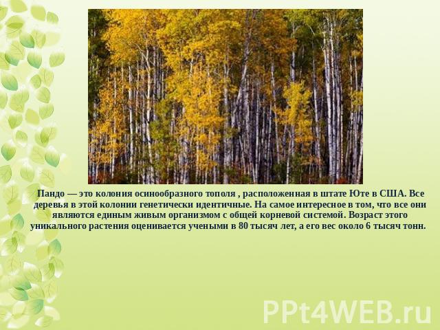 Пандо — это колония осинообразного тополя , расположенная в штате Юте в США. Все деревья в этой колонии генетически идентичные. На самое интересное в том, что все они являются единым живым организмом с общей корневой системой. Возраст этого уникальн…