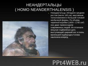 Неандертальцы ( Homo neanderthalensis ) Неандертальцы обладали средним ростом (о