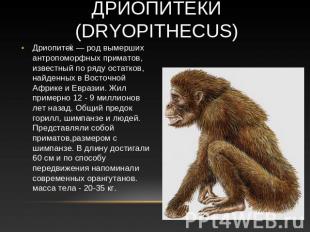 Дриопитеки (Dryopithecus) Дриопитек — род вымерших антропоморфных приматов, изве