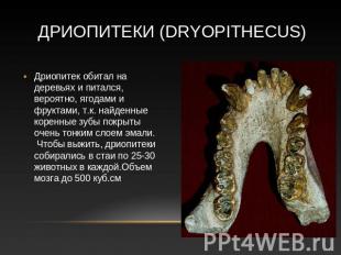 Дриопитеки (Dryopithecus) Дриопитек обитал на деревьях и питался, вероятно, ягод