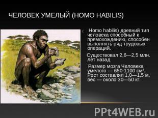 Человек умелый (Homo habilis) ( Homo habilis) древний тип человека способный к п