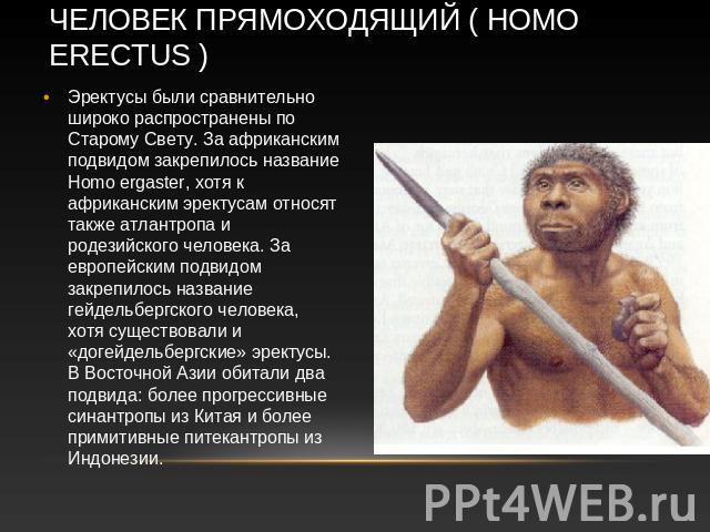 Человек прямоходящий ( Homo erectus ) Эректусы были сравнительно широко распространены по Старому Свету. За африканским подвидом закрепилось название Homo ergaster, хотя к африканским эректусам относят также атлантропа и родезийского человека. За ев…
