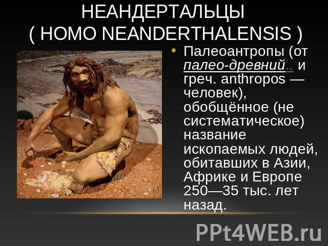Неандертальцы ( Homo neanderthalensis ) Палеоантропы (от палео-древний.. и греч. anthropos — человек), обобщённое (не систематическое) название ископаемых людей, обитавших в Азии, Африке и Европе 250—35 тыс. лет назад.