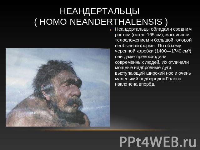 Неандертальцы ( Homo neanderthalensis ) Неандертальцы обладали средним ростом (около 165 см), массивным телосложением и большой головой необычной формы. По объёму черепной коробки (1400—1740 см³) они даже превосходили современных людей. Их отличали …