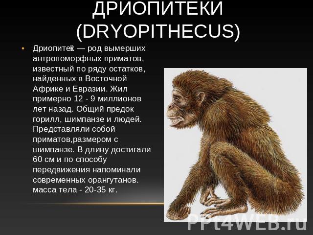 Дриопитеки (Dryopithecus) Дриопитек — род вымерших антропоморфных приматов, известный по ряду остатков, найденных в Восточной Африке и Евразии. Жил примерно 12 - 9 миллионов лет назад. Общий предок горилл, шимпанзе и людей. Представляли собой примат…