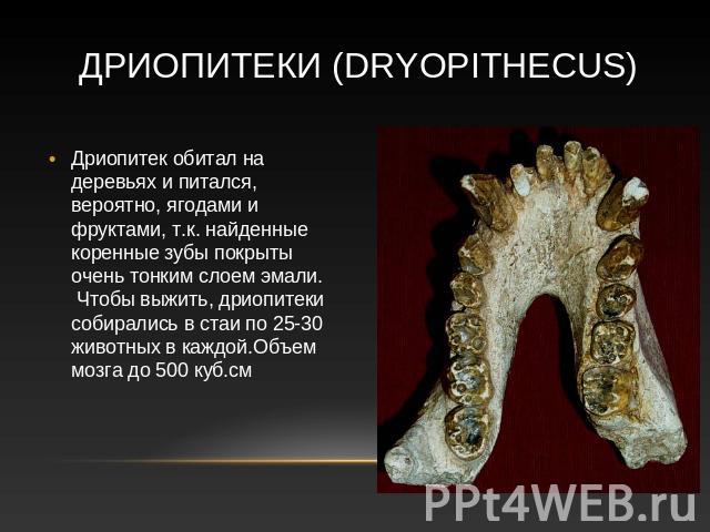 Дриопитеки (Dryopithecus) Дриопитек обитал на деревьях и питался, вероятно, ягодами и фруктами, т.к. найденные коренные зубы покрыты очень тонким слоем эмали. Чтобы выжить, дриопитеки собирались в стаи по 25-30 животных в каждой.Объем мозга до 500 куб.см