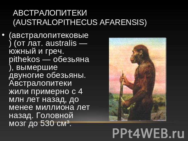 Австралопитеки (Australopithecus afarensis) (австралопитековые) (от лат. australis — южный и греч. pithekos — обезьяна), вымершие двуногие обезьяны. Австралопитеки жили примерно с 4 млн лет назад, до менее миллиона лет назад. Головной мозг до 530 см³.