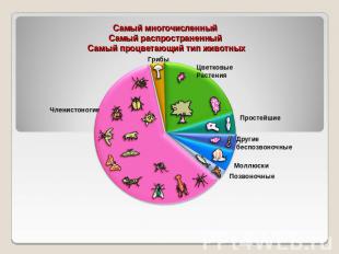 Самый многочисленныйСамый распространенный Самый процветающий тип животных Члени