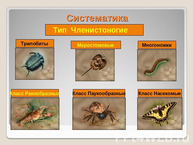 Систематика Тип Членистоногие Трилобиты Меростомовые Многоножки Класс Ракообразные Класс Паукообразные Класс Насекомые