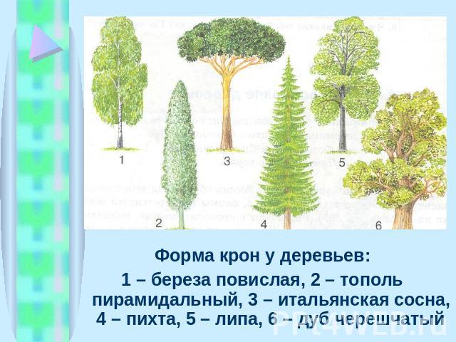 Форма крон у деревьев: 1 – береза повислая, 2 – тополь пирамидальный, 3 – итальянская сосна, 4 – пихта, 5 – липа, 6 – дуб черешчатый