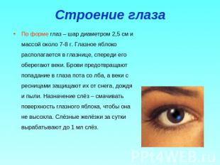 Строение глаза По форме глаз – шар диаметром 2,5 см и массой около 7-8 г. Глазно