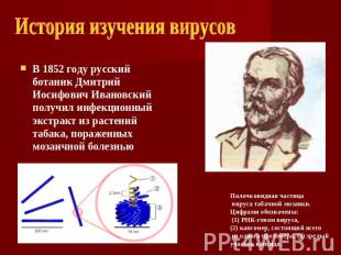 История изучения вирусов В 1852 году русский ботаник Дмитрий Иосифович Ивановски