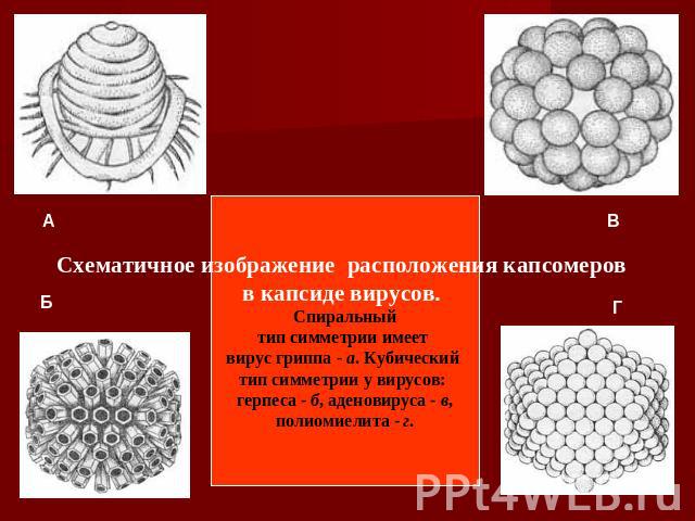 Схематичное изображение расположения капсомеров в капсиде вирусов. Спиральный тип симметрии имеет вирус гриппа - а. Кубический тип симметрии у вирусов: герпеса - б, аденовируса - в, полиомиелита - г.