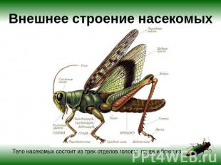 Внешнее строение насекомых Тело насекомых состоит из трех отделов головы, груди