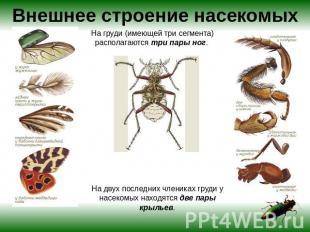 Внешнее строение насекомых На груди (имеющей три сегмента) располагаются три пар