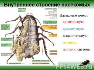 Внутреннее строение насекомых Насекомые имеют кровеносную, дыхательную, выделите