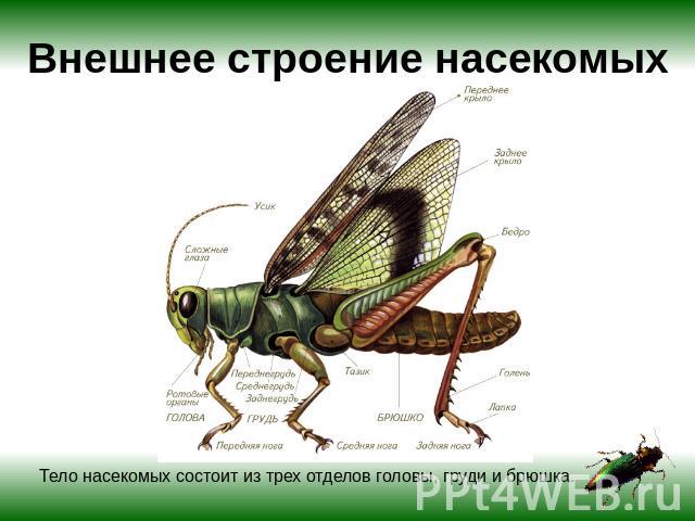 Внешнее строение насекомых Тело насекомых состоит из трех отделов головы, груди и брюшка.