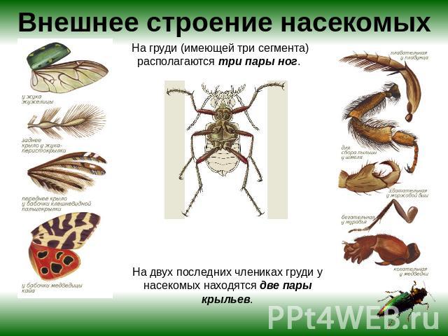 Внешнее строение насекомых На груди (имеющей три сегмента) располагаются три пары ног. На двух последних члениках груди у насекомых находятся две пары крыльев.