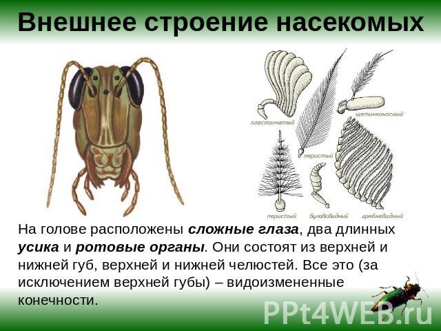 Внешнее строение насекомых На голове расположены сложные глаза, два длинных усика и ротовые органы. Они состоят из верхней и нижней губ, верхней и нижней челюстей. Все это (за исключением верхней губы) – видоизмененные конечности.