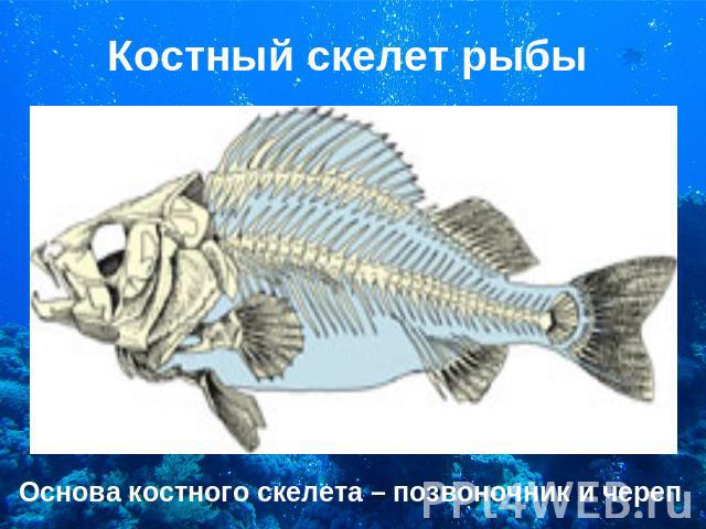 Костный скелет рыбы Основа костного скелета – позвоночник и череп