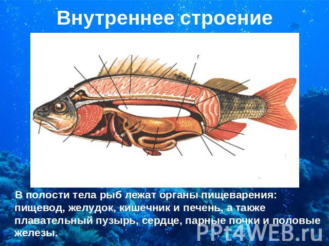 Внутреннее строение В полости тела рыб лежат органы пищеварения: пищевод, желудок, кишечник и печень, а также плавательный пузырь, сердце, парные почки и половые железы.