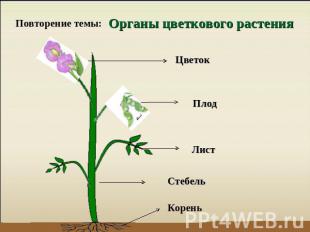Повторение темы: Органы цветкового растения Цветок Плод Лист Стебель Корень