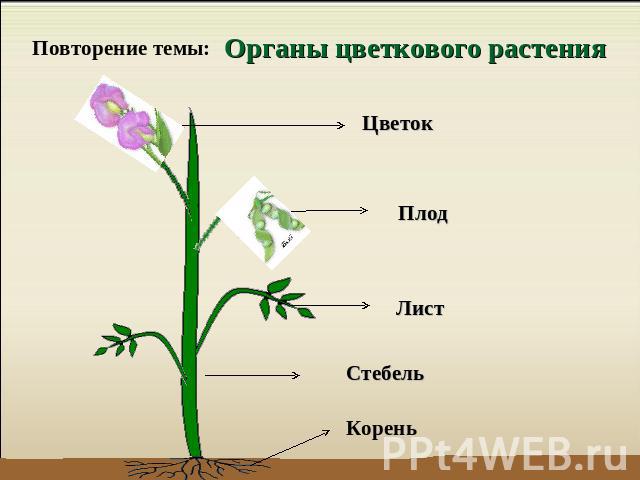 Повторение темы: Органы цветкового растения Цветок Плод Лист Стебель Корень
