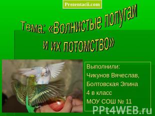 Тема: «Волнистые попугаи и их потомство» Выполнили: Чикунов Вячеслав, Болтовская