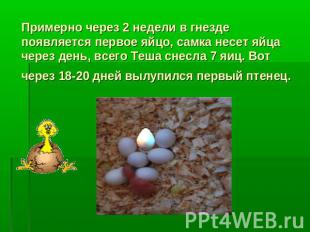 Примерно через 2 недели в гнезде появляется первое яйцо, самка несет яйца через