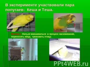 В эксперименте участвовали пара попугаев: Кеша и Теша. Вывод 1: Нельзя вмешивать