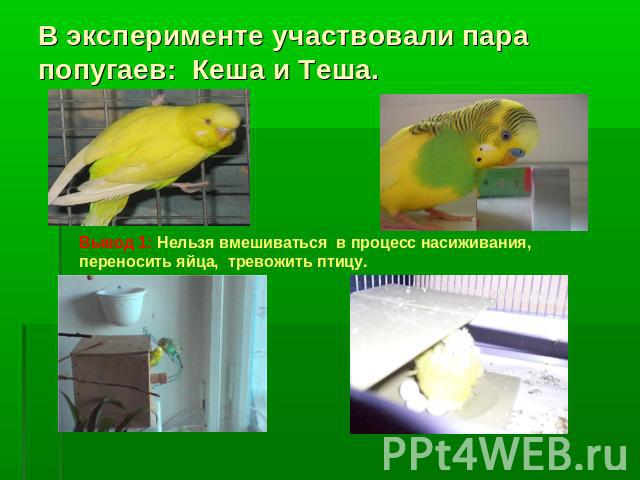 В эксперименте участвовали пара попугаев: Кеша и Теша. Вывод 1: Нельзя вмешиваться в процесс насиживания, переносить яйца, тревожить птицу.