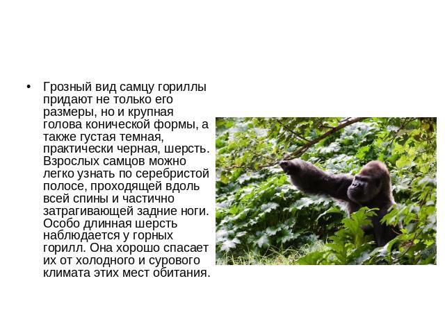 Грозный вид самцу гориллы придают не только его размеры, но и крупная голова конической формы, а также густая темная, практически черная, шерсть. Взрослых самцов можно легко узнать по серебристой полосе, проходящей вдоль всей спины и частично затраг…