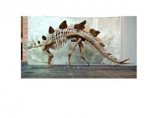Стегозавр Стегозавры (лат. Stegosaurus — «крышеящер») — род позднеюрских травояд