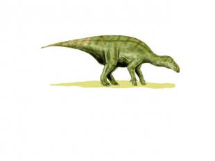 Игуанодонт Игуанодонт, также игуанодон (лат. Iguanodon) — род растительноядных п
