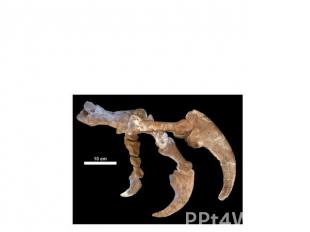 История изучения динозавров Гигантские кости, находимые иногда в земле, в античн