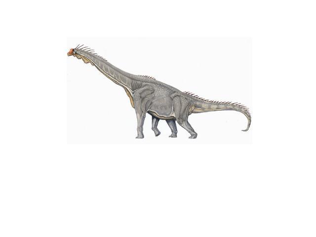Брахиозавр Брахиозавр (лат. Brachiosaurus; буквально «плечистый ящер») — вымерший род растительноядных динозавров из группы зауропод-макронарий, жившие в конце юрского периода (около 161,2 - 145,5 млн лет назад) на территории нынешней Северной Амери…