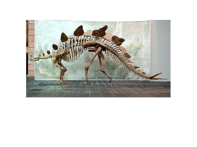 Стегозавр Стегозавры (лат. Stegosaurus — «крышеящер») — род позднеюрских травоядных динозавров, существовавший 155—145 млн лет назад. В его составе выделено три вида. Благодаря шипам на хвосте и костяным пластинам на спине являются одними из самых у…