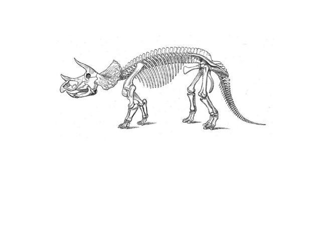 Трицератопс Трицератопсы (лат. Triceratops, от др.-греч. τρι, tri — «три», κέρας/keras— «рог» и ωψ/ops — «морда», «лицо») — вымерший род растительноядных динозавров из семейства цератопсид, существовали в конце маастрихтского яруса мелового периода,…