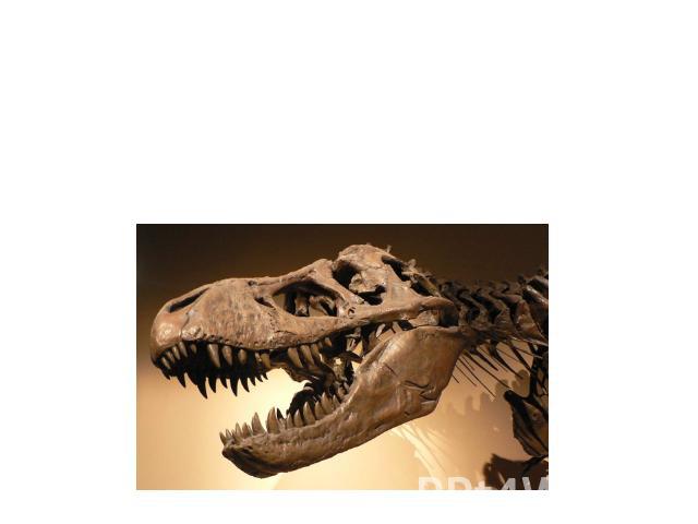 Ископаемые останки динозавров обнаружены на всех континентах планеты. Ныне палеонтологами описано более 500 различных родов и более чем 1000 различных видов, которые чётко делятся на две условные группы — травоядных и плотоядных ящеров.