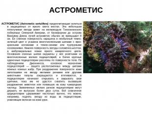 АСТРОМЕТИС АСТРОМЕТИС (Astrometis sertulifera) предпочитающая селиться в защищен