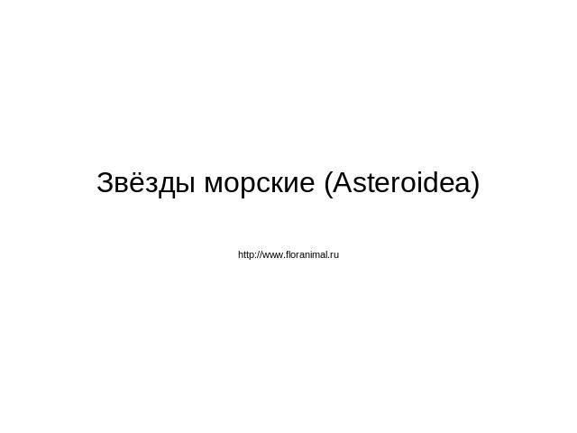 Звёзды морские (Asteroidea)