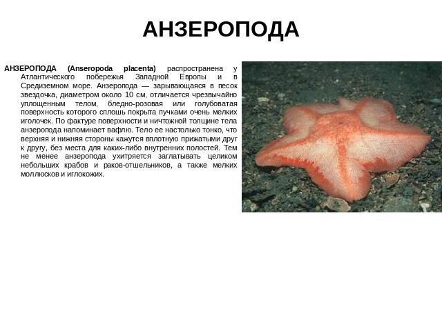 АНЗЕРОПОДА АНЗЕРОПОДА (Anseropoda placenta) распространена у Атлантического побережья Западной Европы и в Средиземном море. Анзеропода — зарывающаяся в песок звездочка, диаметром около 10 см, отличается чрезвычайно уплощенным телом, бледно-розовая и…