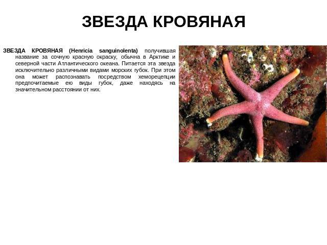ЗВЕЗДА КРОВЯНАЯ ЗВЕЗДА КРОВЯНАЯ (Henricia sanguinolenta) получившая название за сочную красную окраску, обычна в Арктике и северной части Атлантического океана. Питается эта звезда исключительно различными видами морских губок. При этом она может ра…