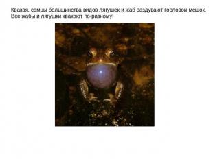Квакая, самцы большинства видов лягушек и жаб раздувают горловой мешок. Все жабы